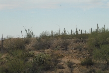 Biology of the Rattlesnakes 2011