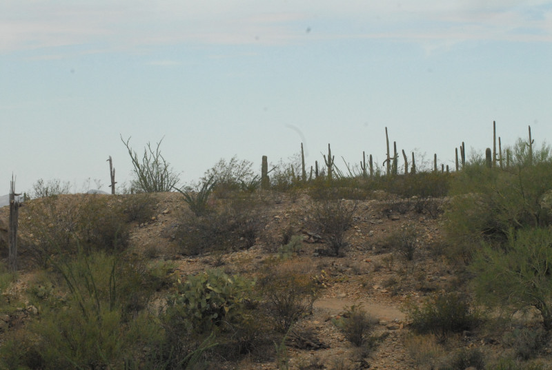Biology of the Rattlesnakes 2011