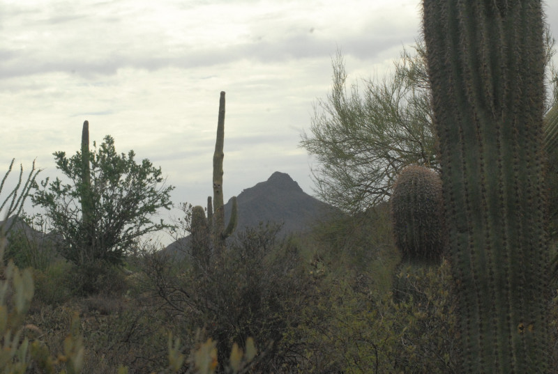 Biology of the Rattlesnakes 2011
