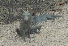 Biology of the Rattlesnakes 2011
