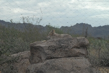 Biology of the Rattlesnakes 2011