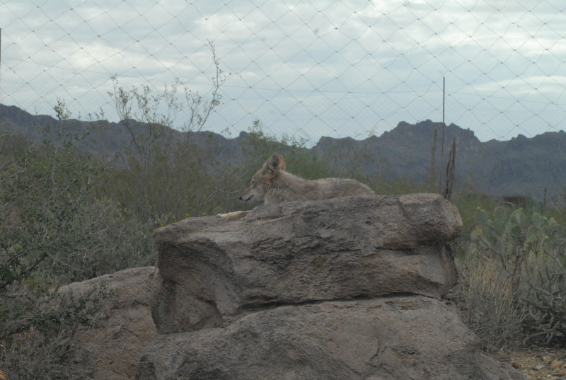 Biology of the Rattlesnakes 2011
