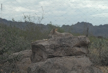 Biology of the Rattlesnakes 2011