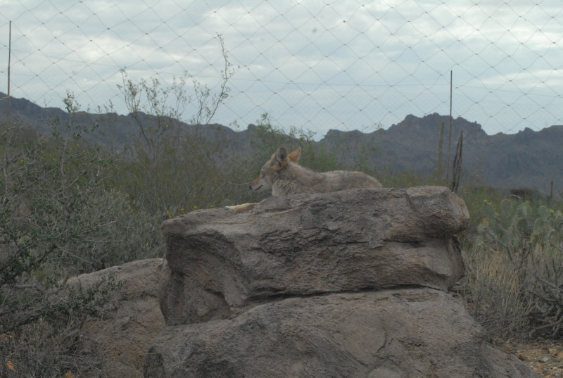 Biology of the Rattlesnakes 2011