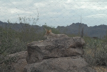 Biology of the Rattlesnakes 2011