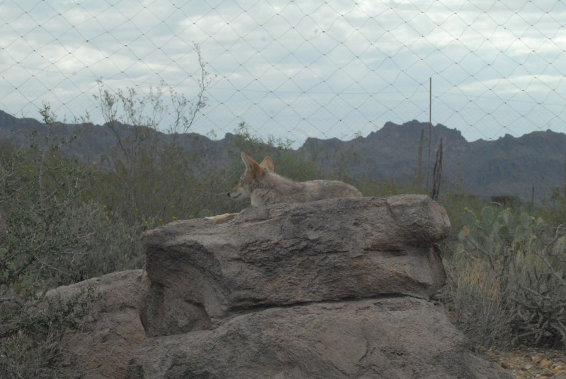 Biology of the Rattlesnakes 2011
