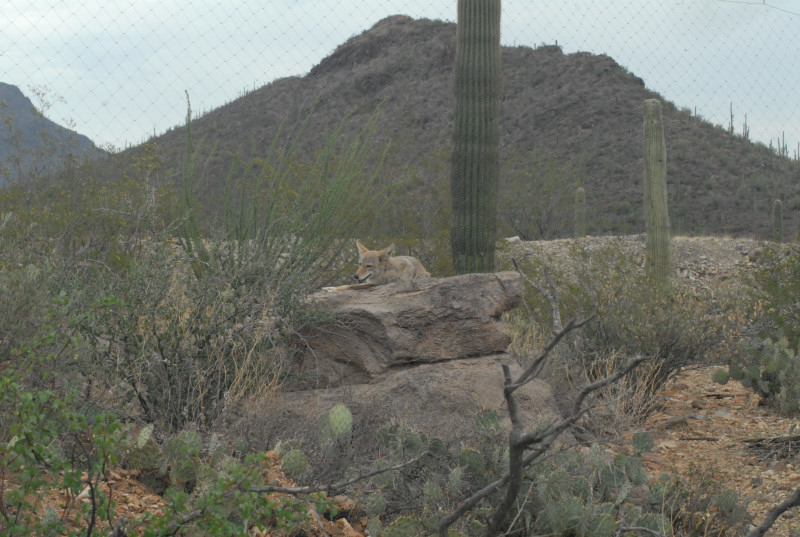 Biology of the Rattlesnakes 2011
