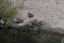 Biology of the Rattlesnakes 2011