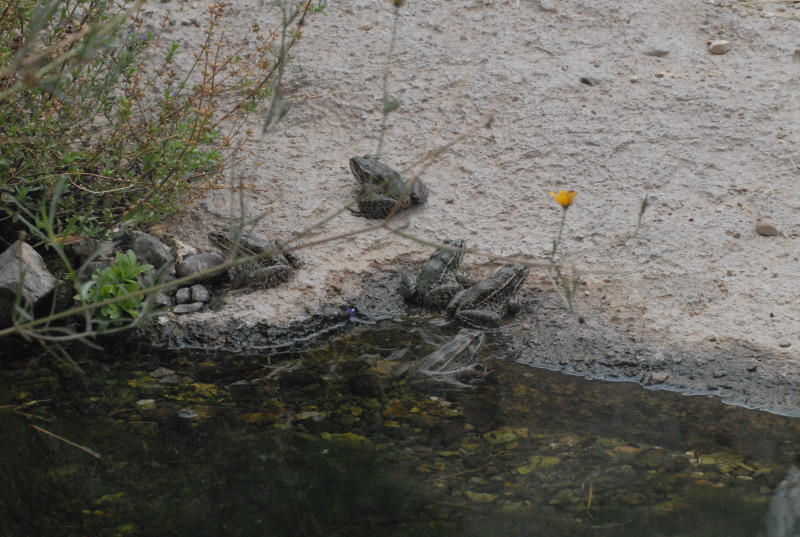 Biology of the Rattlesnakes 2011