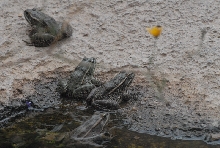 Biology of the Rattlesnakes 2011