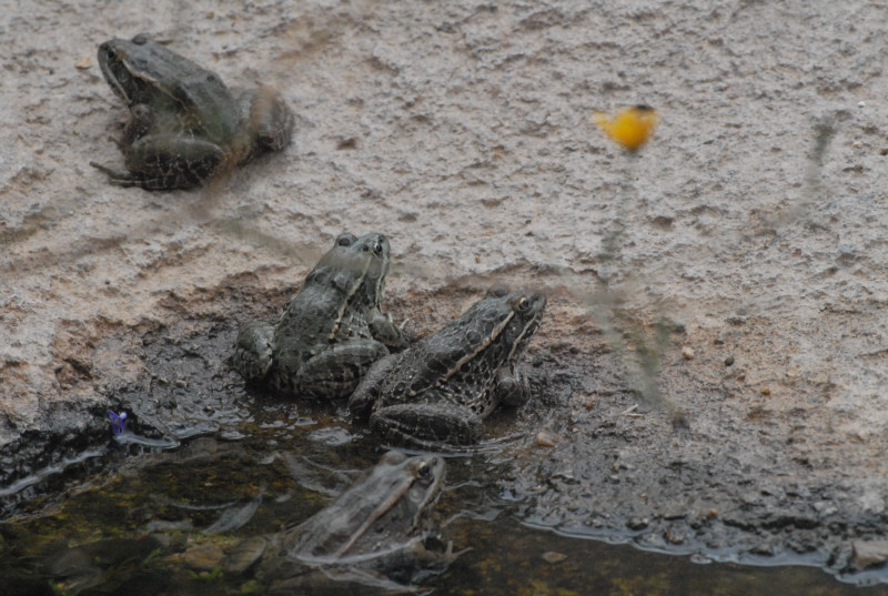 Biology of the Rattlesnakes 2011