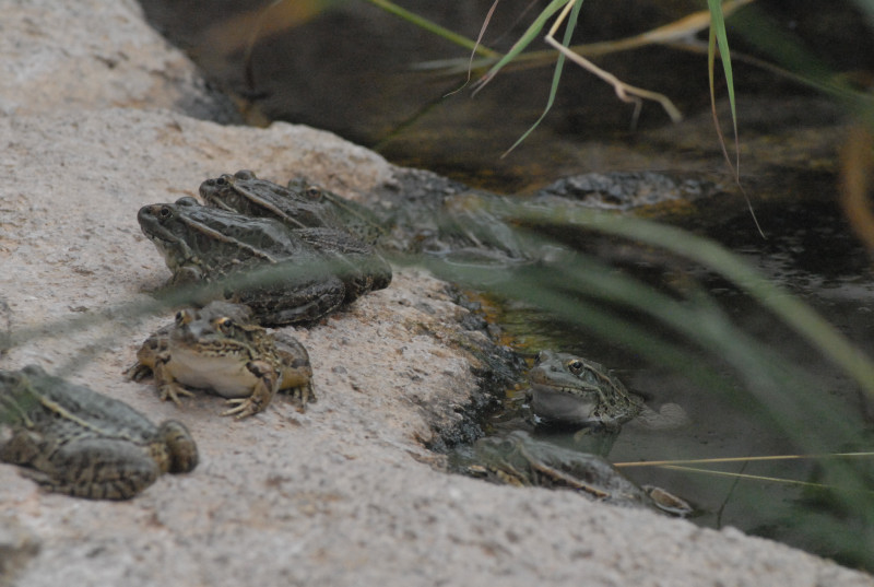 Biology of the Rattlesnakes 2011