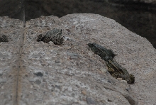 Biology of the Rattlesnakes 2011