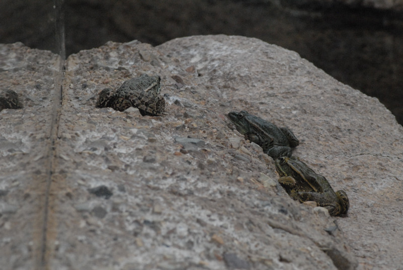 Biology of the Rattlesnakes 2011