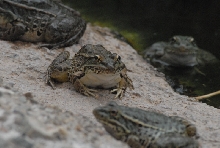 Biology of the Rattlesnakes 2011