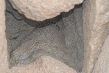 Biology of the Rattlesnakes 2011