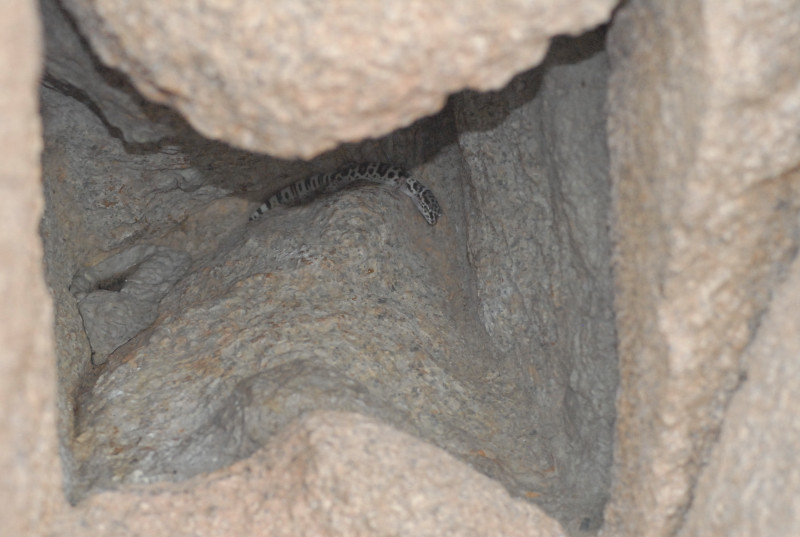 Biology of the Rattlesnakes 2011