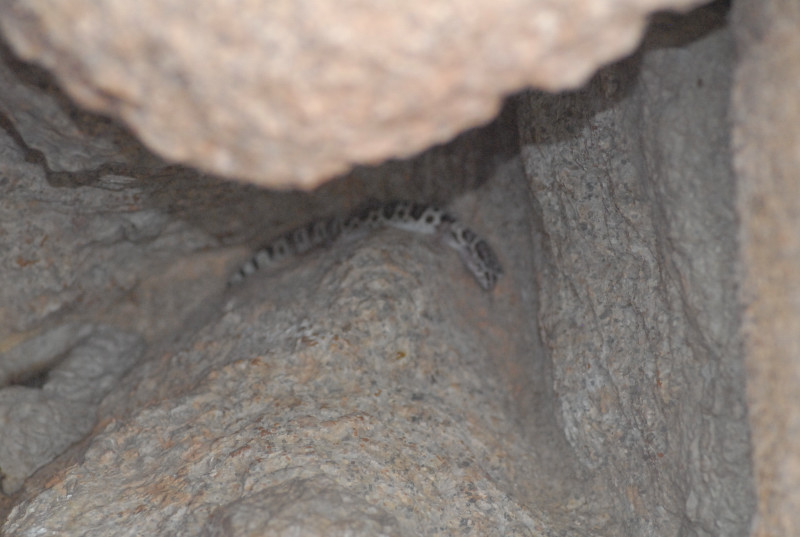 Biology of the Rattlesnakes 2011