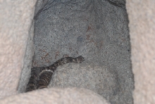 Biology of the Rattlesnakes 2011