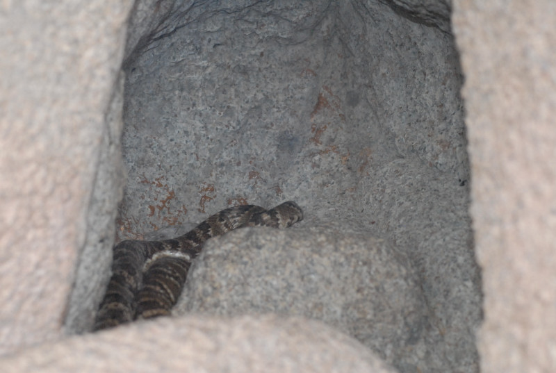 Biology of the Rattlesnakes 2011