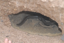 Biology of the Rattlesnakes 2011