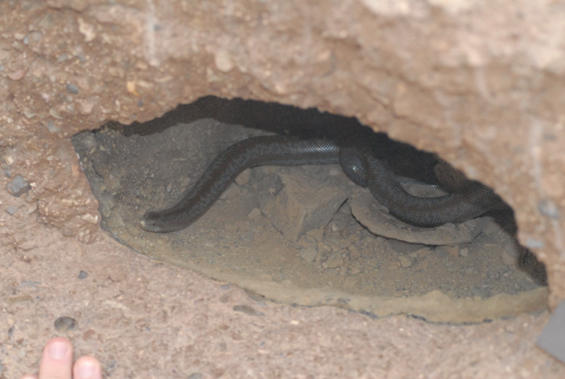 Biology of the Rattlesnakes 2011
