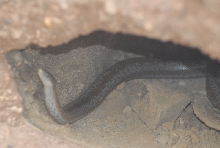 Biology of the Rattlesnakes 2011