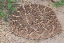 Biology of the Rattlesnakes 2011