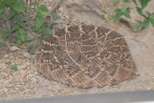 Biology of the Rattlesnakes 2011