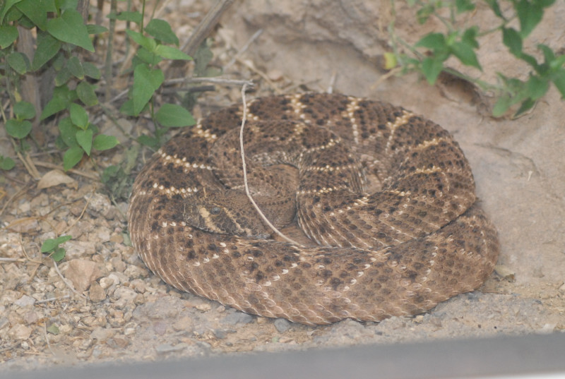 Biology of the Rattlesnakes 2011