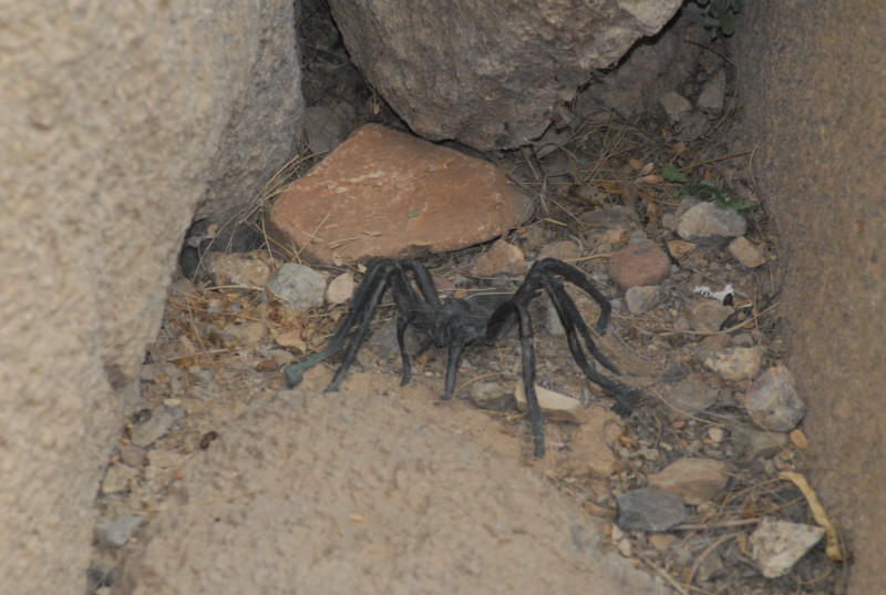 Biology of the Rattlesnakes 2011