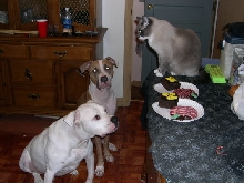 Brutus' Birthday Party