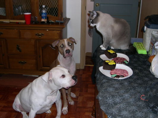 Brutus' Birthday Party