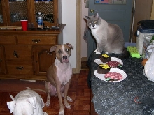 Brutus' Birthday Party