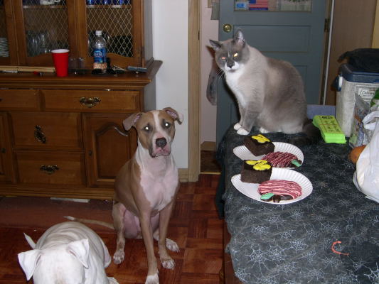 Brutus' Birthday Party