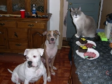 Brutus' Birthday Party