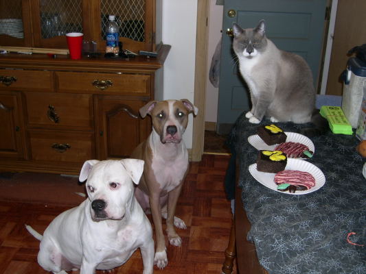 Brutus' Birthday Party