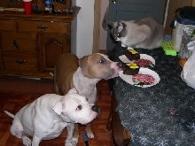 Brutus' Birthday Party