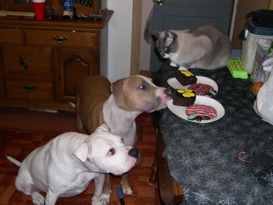 Brutus' Birthday Party