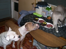 Brutus' Birthday Party