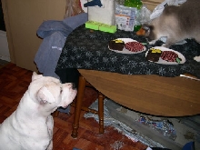 Brutus' Birthday Party