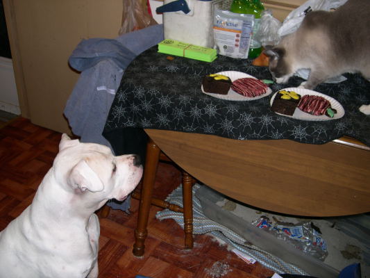 Brutus' Birthday Party