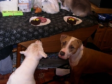 Brutus' Birthday Party