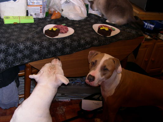 Brutus' Birthday Party