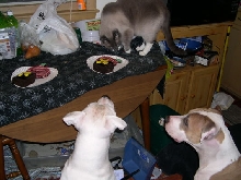 Brutus' Birthday Party