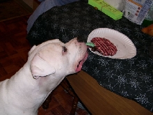 Brutus' Birthday Party