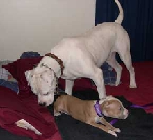 Brutus and Caesar