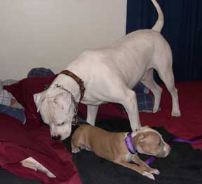 Brutus and Caesar