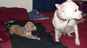 Brutus and Caesar