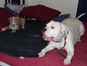 Brutus and Caesar
